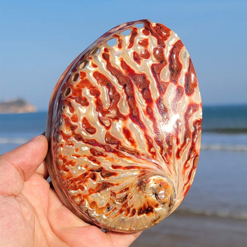 Marine Aquarium Decorations - Home Decoration Red Pattern Abalone SeaShells