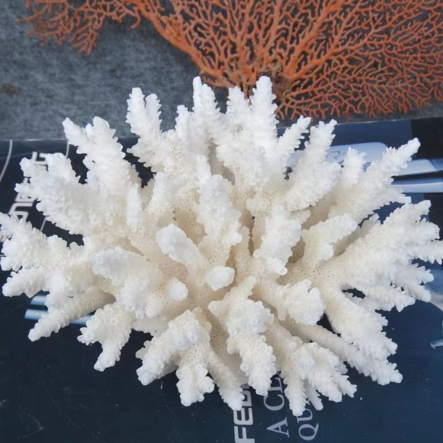 Aquarium And Marine - 1pc Natural White Coral Cluster marine
