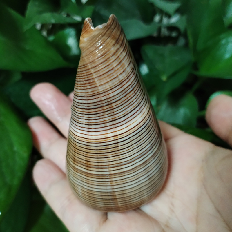 Natural Gold-veined Seashell C - Marine Aquarium Decorations recensione e prezzo