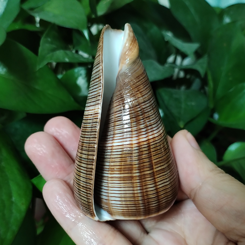 Natural Gold-veined Seashell C - Marine Aquarium Decorations recensione e prezzo