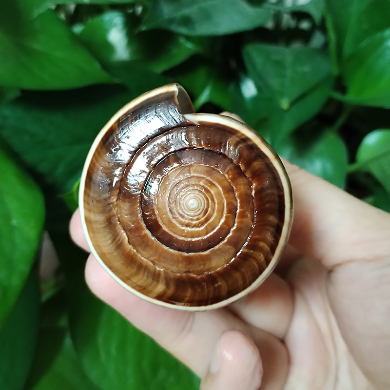 Natural Gold-veined Seashell C - Marine Aquarium Decorations recensione e prezzo