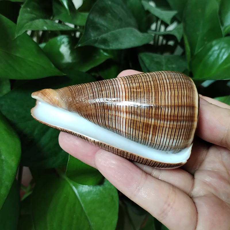 Natural Gold-veined Seashell C - Marine Aquarium Decorations recensione e prezzo