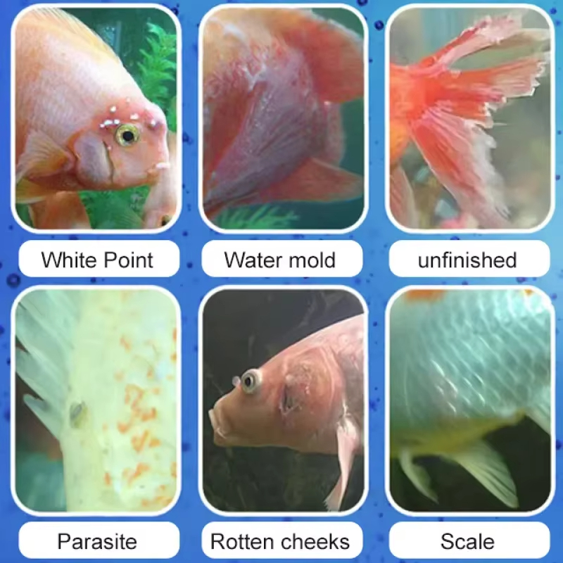 SIKEZHAN Fish Disease Treatmen - Marine Aquarium Bacteria recensione e prezzo
