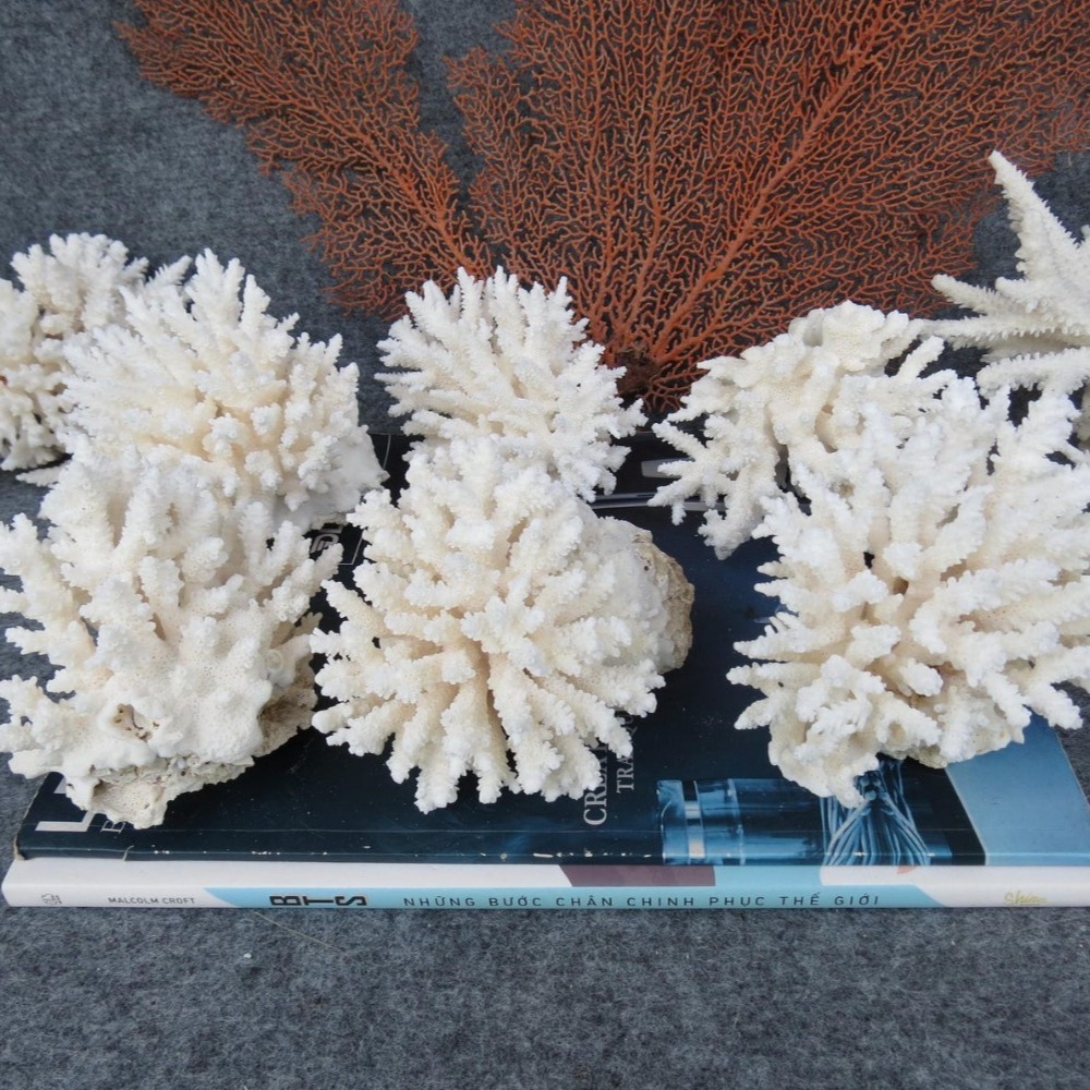 1pc Natural White Coral Cluste - Aquarium And Marine recensione e prezzo