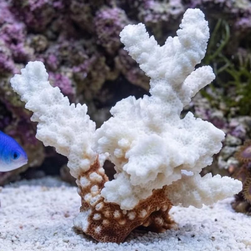 1pc Natural White Coral Cluste - Aquarium And Marine recensione e prezzo