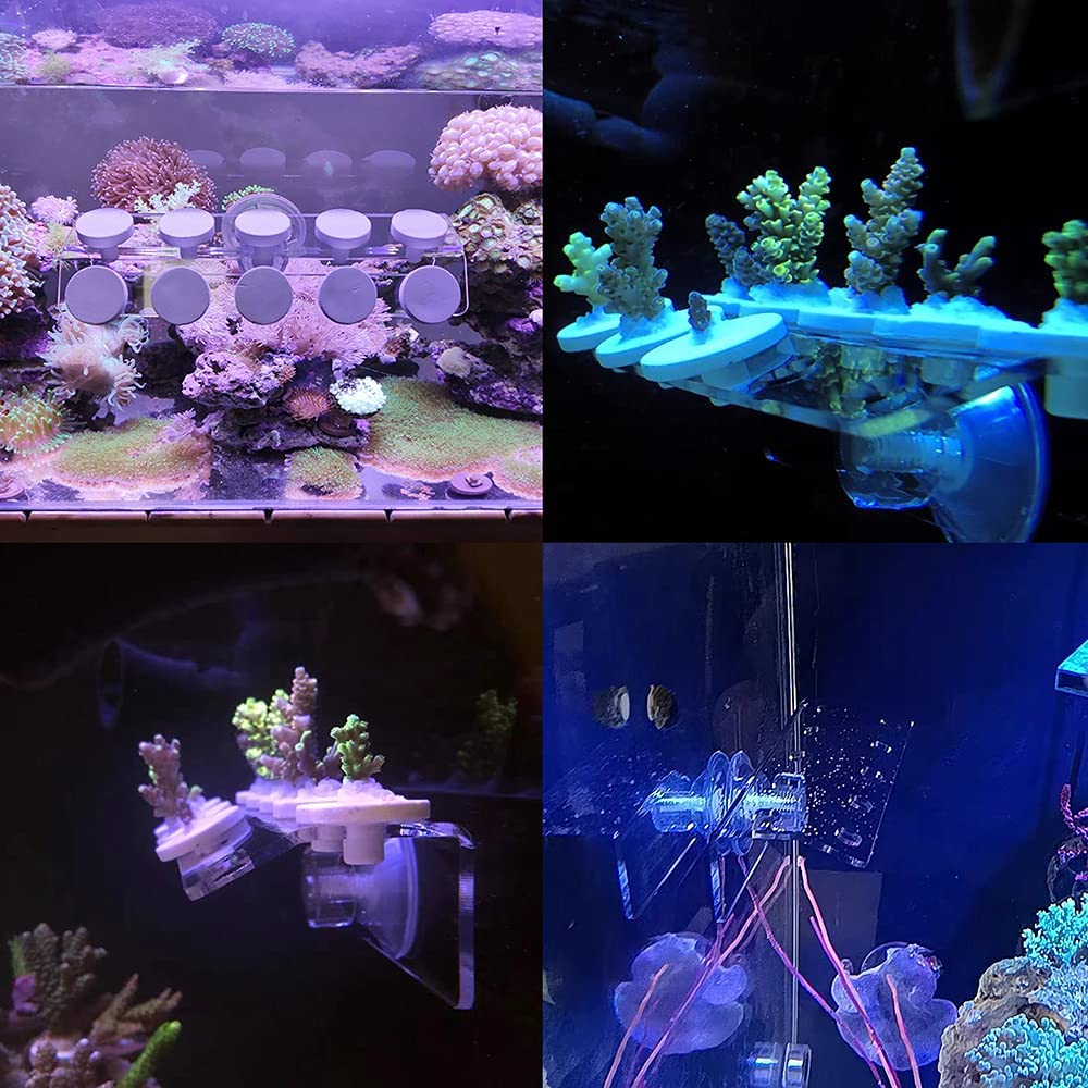 Coral Frag Rack SPS Acrylic Ma - Marine Aquarium Design recensione e prezzo